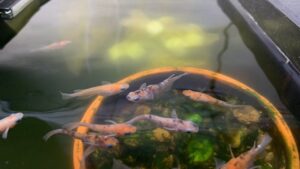 めだか